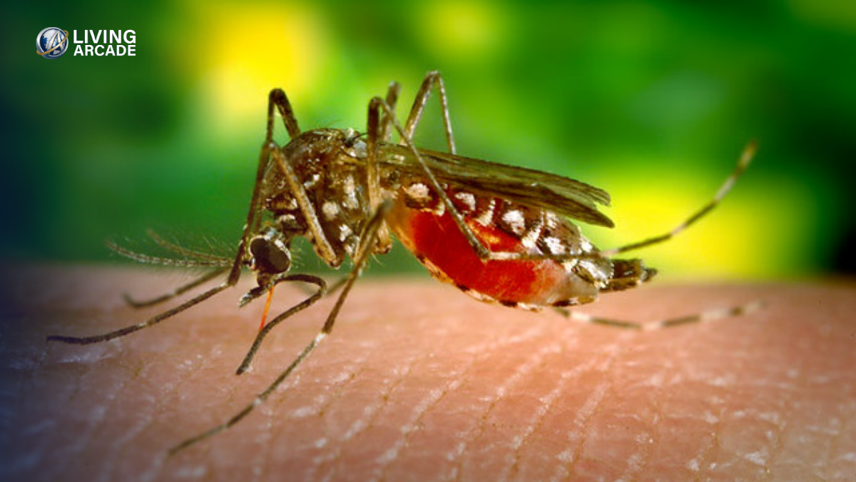 Aedes mosquitoes